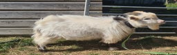 Goats livestock for sale: Registered Pygmy Billy Goat - Advert 3