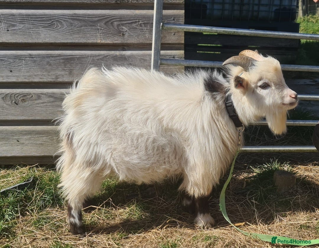 Goats livestock for sale: Registered Pygmy Billy Goat - Advert 3