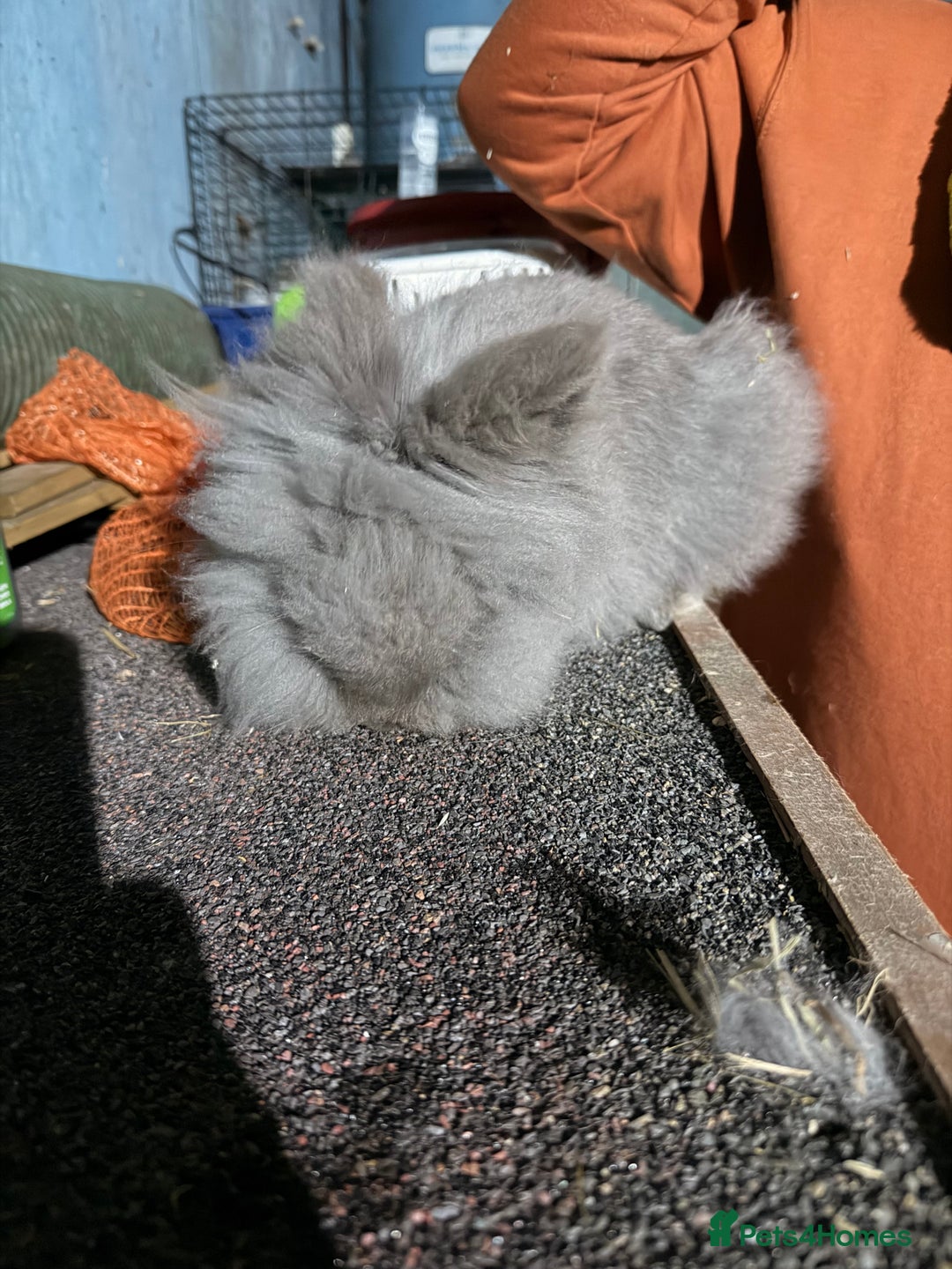 Lionhead rabbits for sale: 2 double mane male bonded Lionheads  - Advert 5