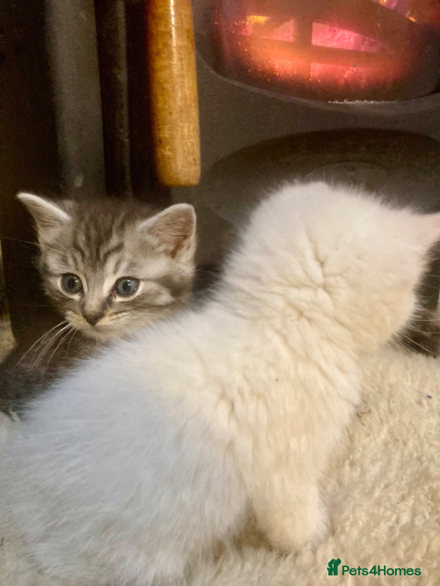 Ragdoll cats GORGEOUS Ragdoll x kittens  - Advert 2