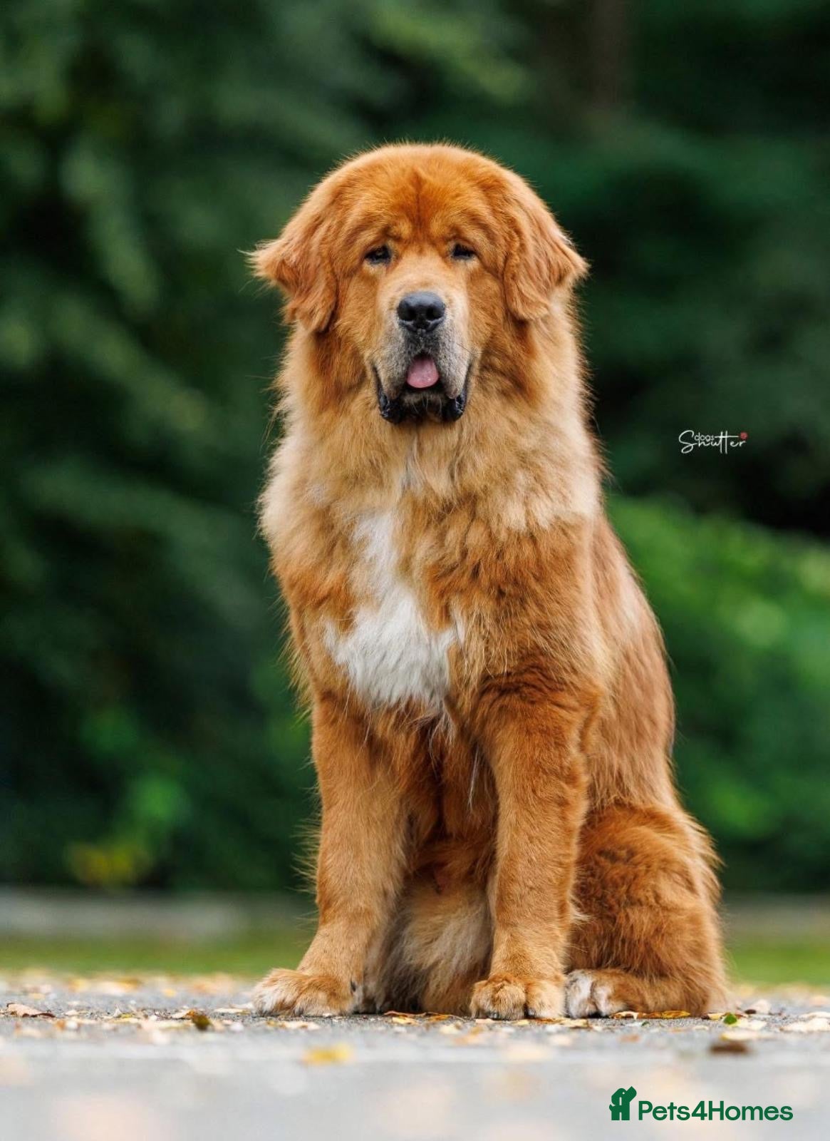 Tibetan Mastiff dogs Beautiful  girls - Advert 1