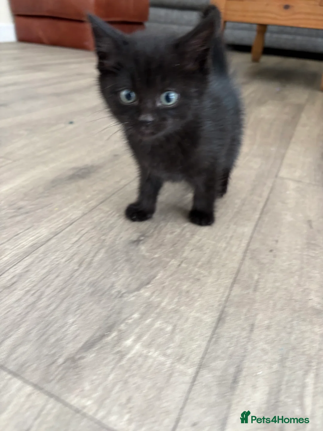 Mixed Breed cats for sale: 2 female kittens 9 weeks old  - Advert 2