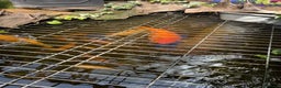 Koi Carp fish for sale: pond fish - Advert 1