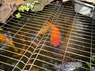 Koi Carp fish - Advert 3