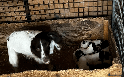 Sprocker dogs for sale: Sprocker Puppies - Image 24