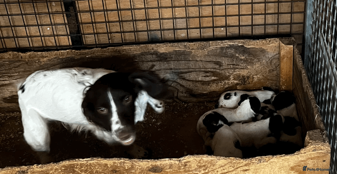 Sprocker dogs for sale: Sprocker Puppies - Image 24