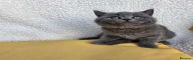 British Shorthair 2