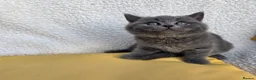 British Shorthair cats for sale: BEAUTIFUL BRITISH SHORTHAIR KITTENS  - Advert 26