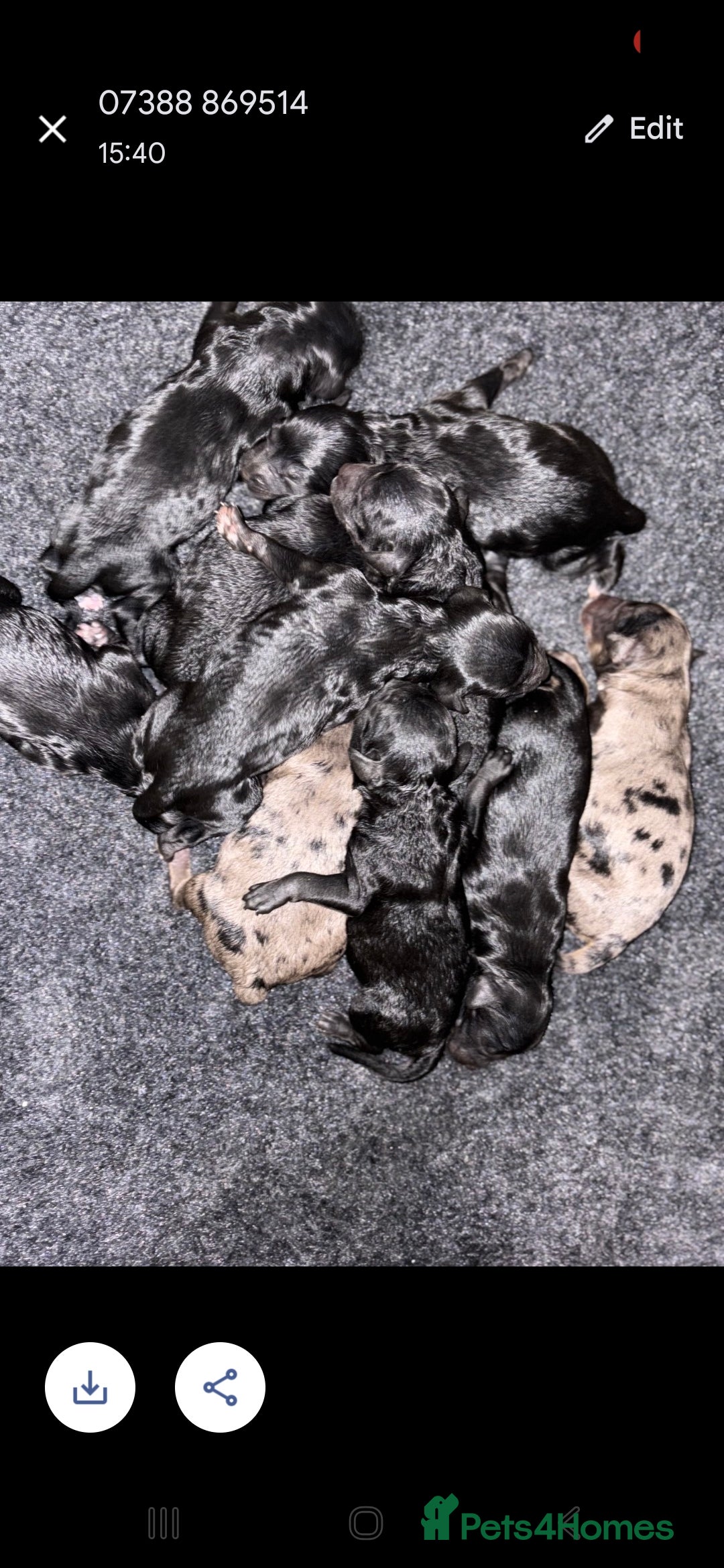 Toy Poodle dogs for stud: PROVEN Chocolate merle toy poodle in Leighton Buzzard - Advert 9