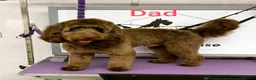 Cockapoo dogs for sale: Chocolate drops - Advert 3