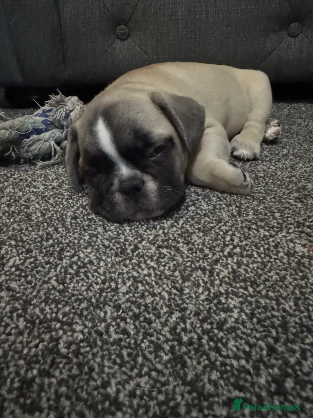 French Bulldog dogs for sale: DWKC Registered Puppies – Health Tested  - Advert 13