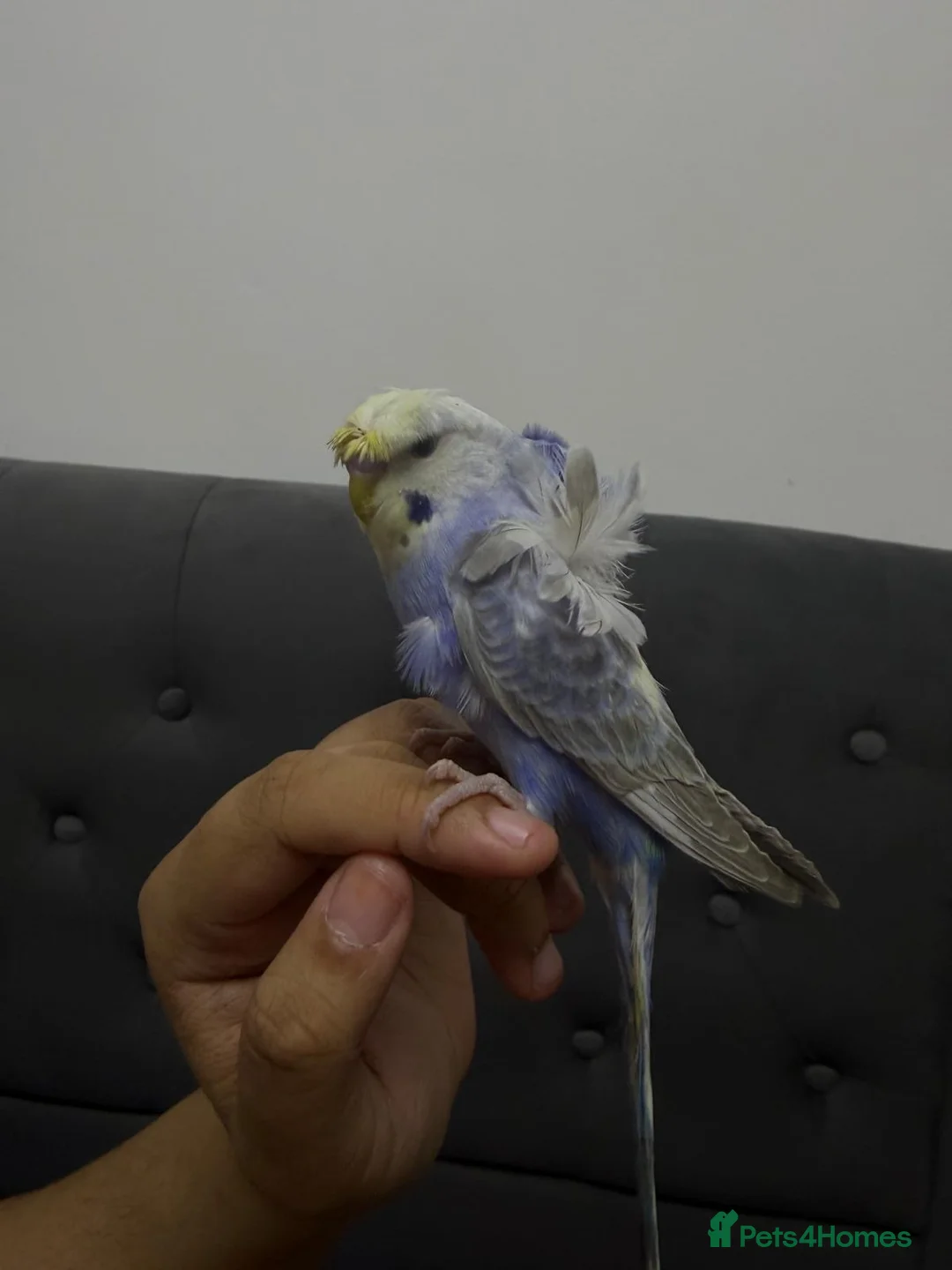 Budgerigars birds for sale: Rainbow helicopters, hand tame baby budgies  - Advert 13