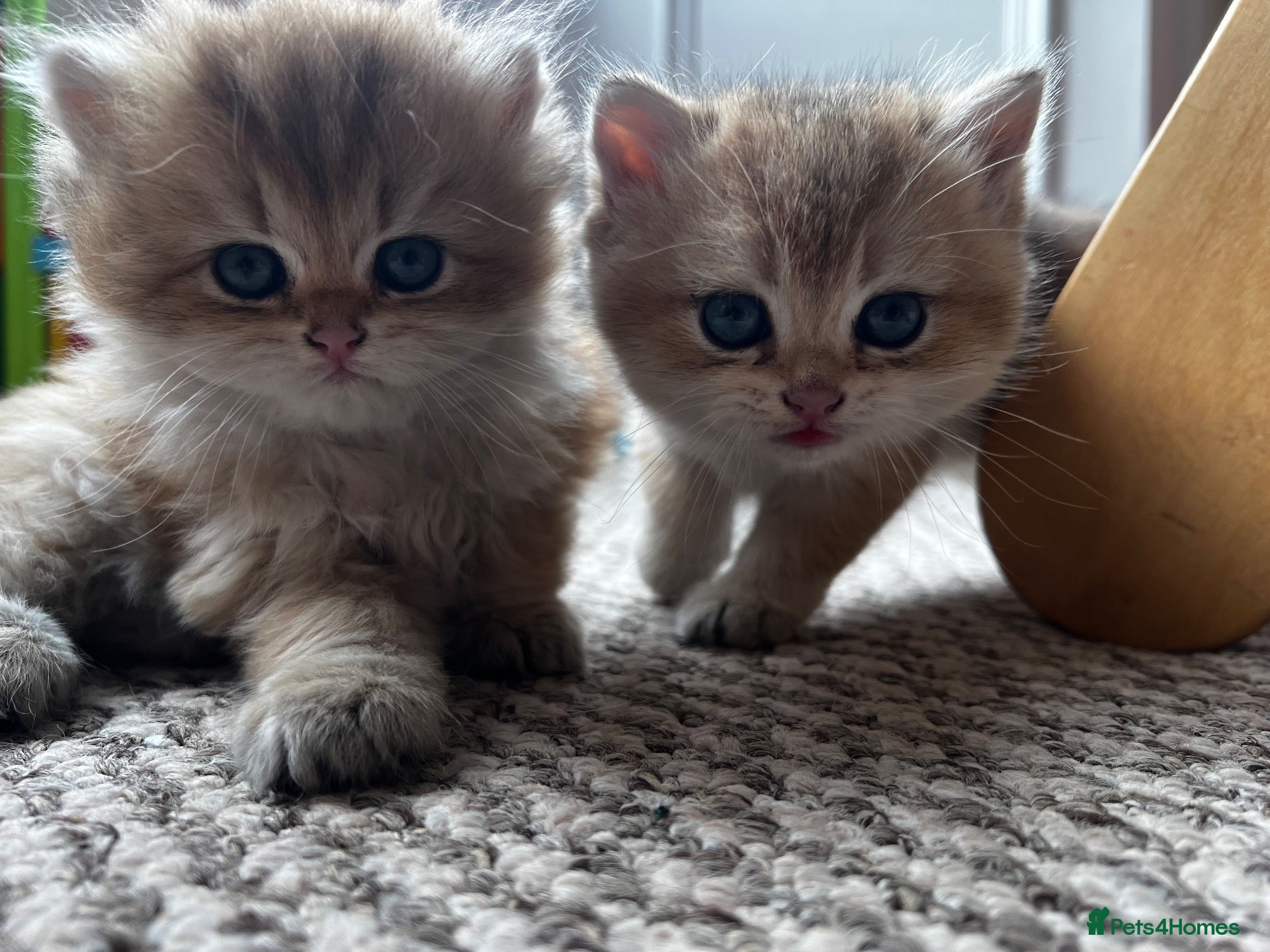 British Shorthair cats Beautiful BSH BLH NY12 kittens - Advert 2
