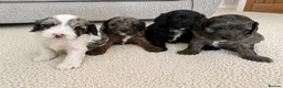 Cavapoo dogs for sale: 4 Beautiful Cavapoo puppies - Advert 1