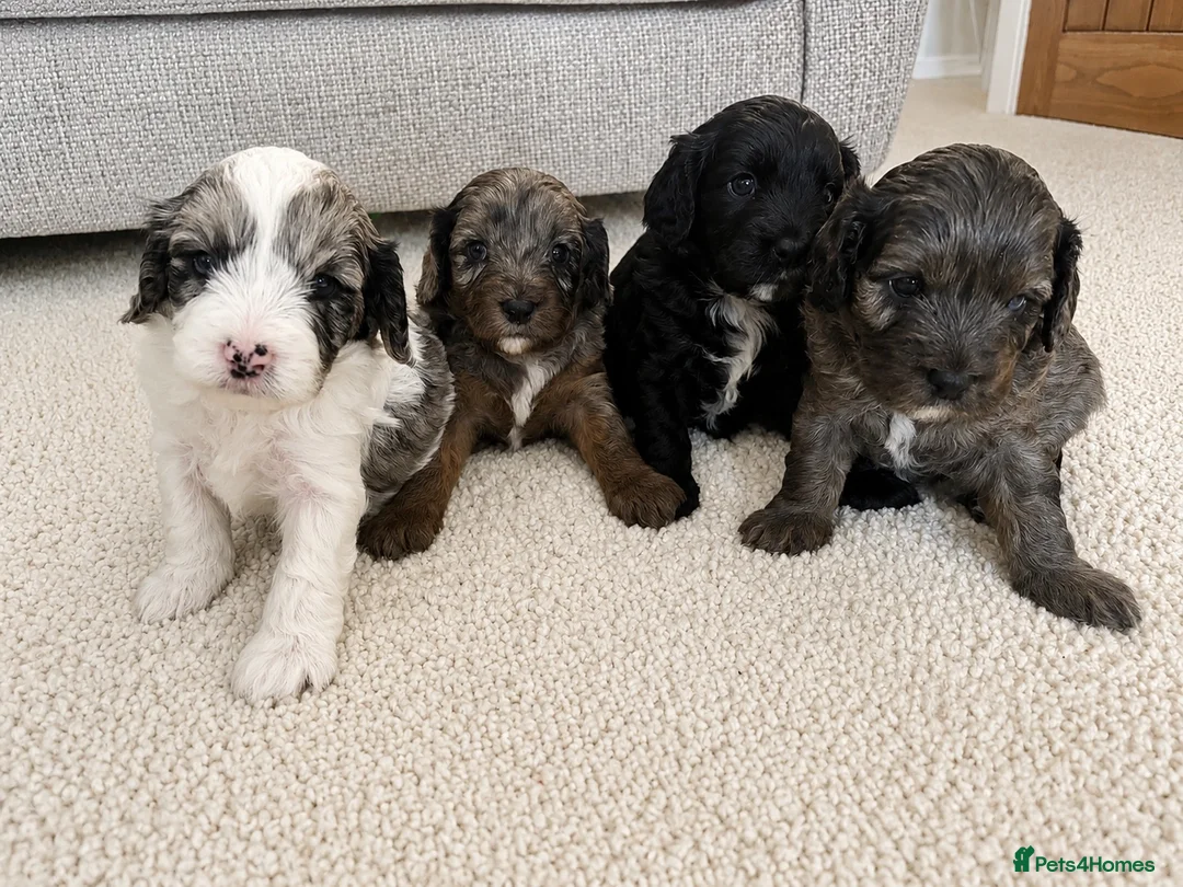 Cavapoo dogs for sale: 4 Beautiful Cavapoo puppies - Advert 1