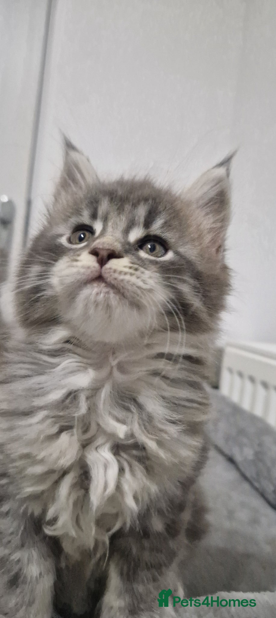 Maine Coon cats Maine coon kittens  - Advert 2