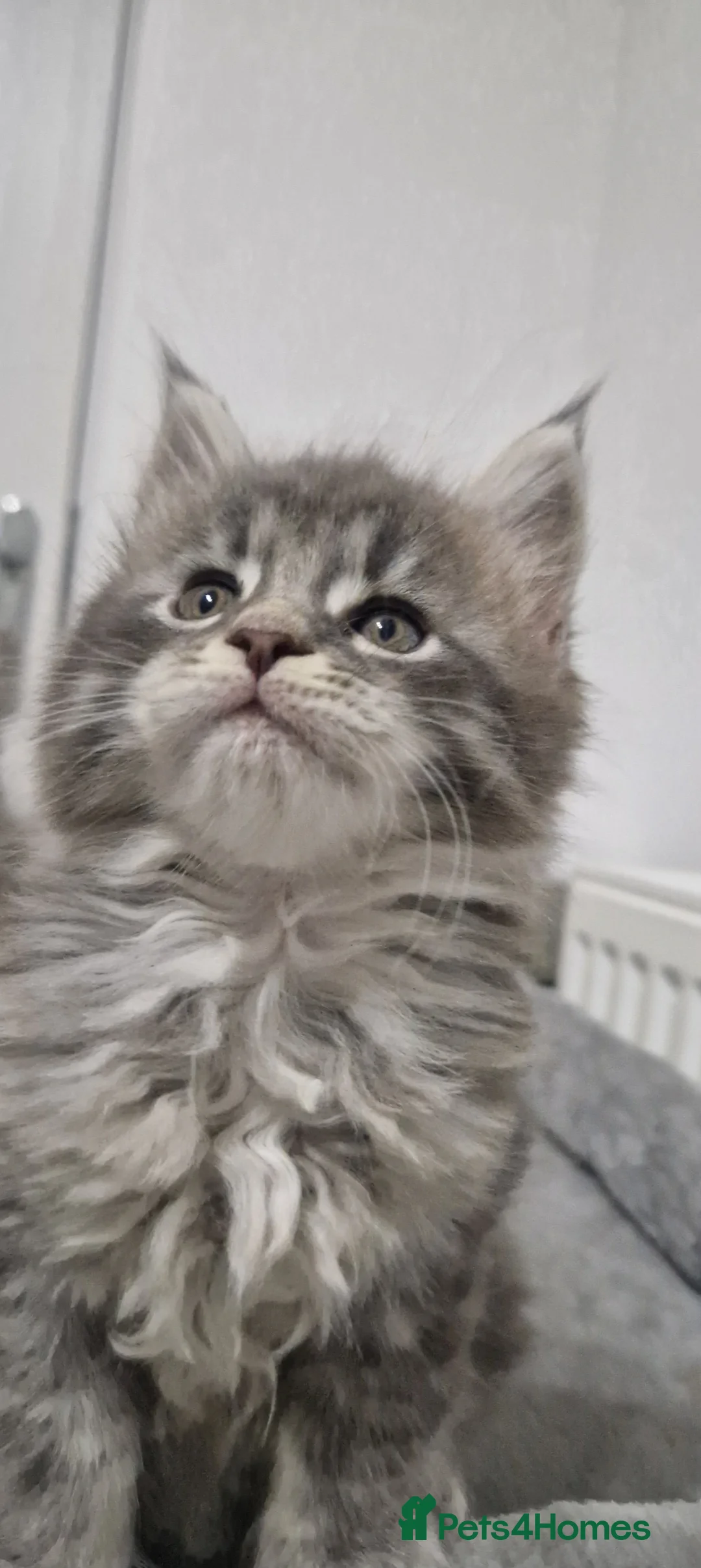 Maine Coon cats for sale: Maine coon kittens  - Advert 2