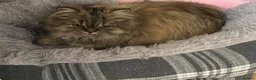 Mixed Breed cats for sale: Beautiful Persian ragdoll mixed babies.  - Advert 15