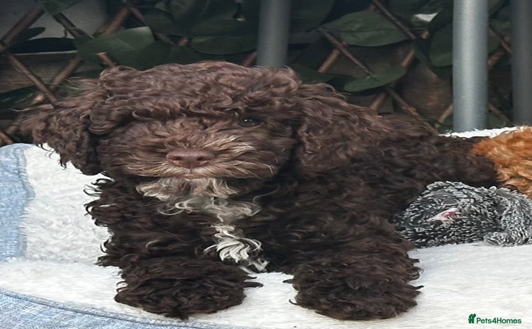 Cockapoo dogs - Advert 1