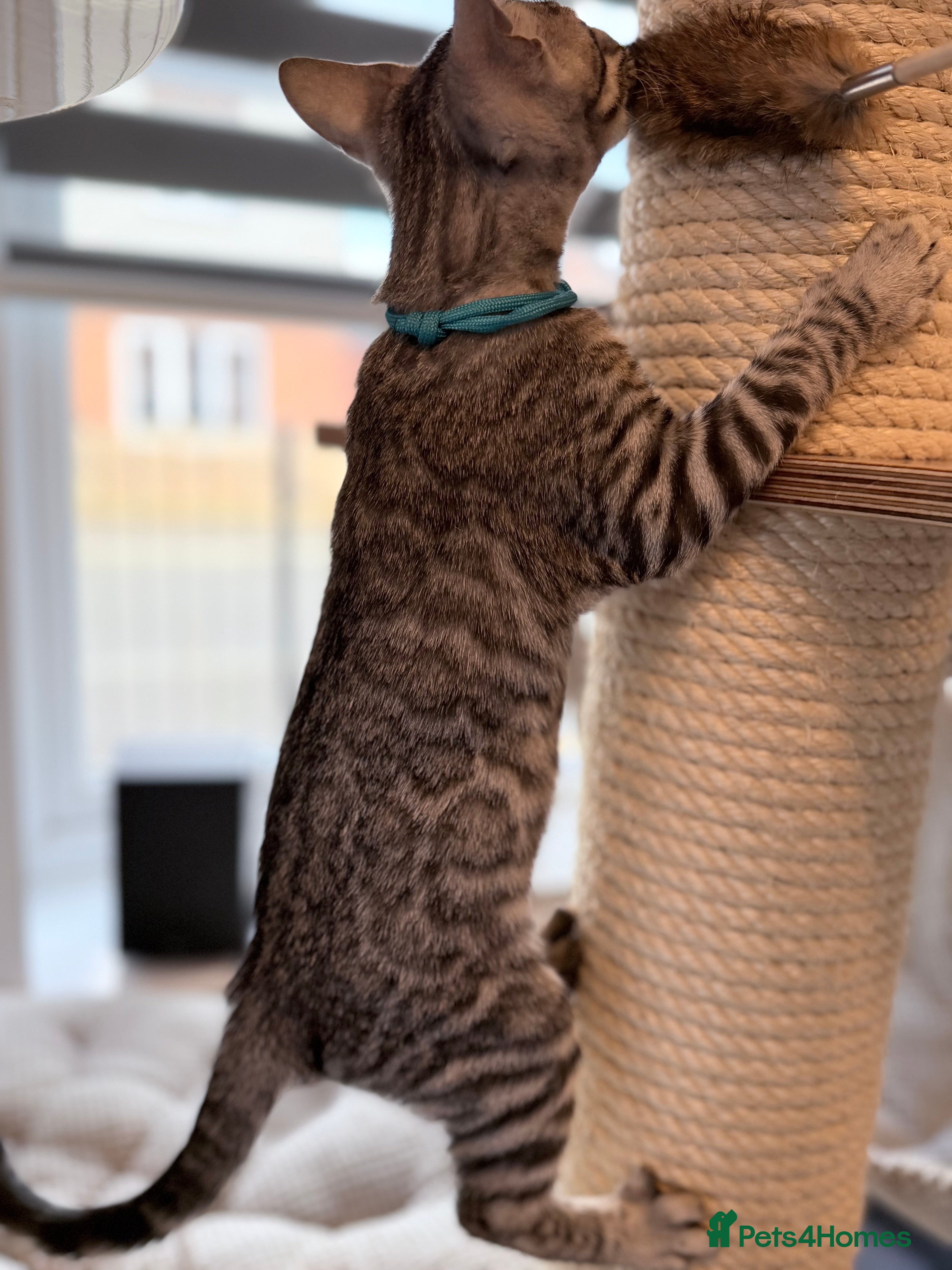 Bengal cats Exceptional Silver, Blue & Brown Bengal Kittens  - Advert 2