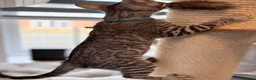 Bengal cats for sale: Exceptional Bengal Kittens Ready Now  - Advert 2