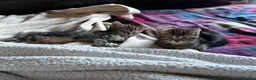 British Shorthair cats for sale: British short hair x tabby kittens  - Advert 2