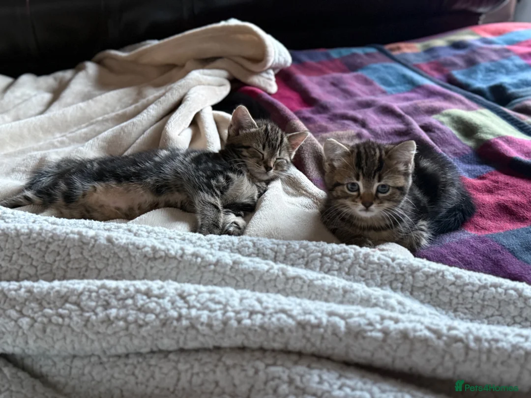 British Shorthair cats for sale: British short hair x tabby kittens  - Advert 2