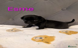 Pug dogs for sale: Pug Puppies - Image 18