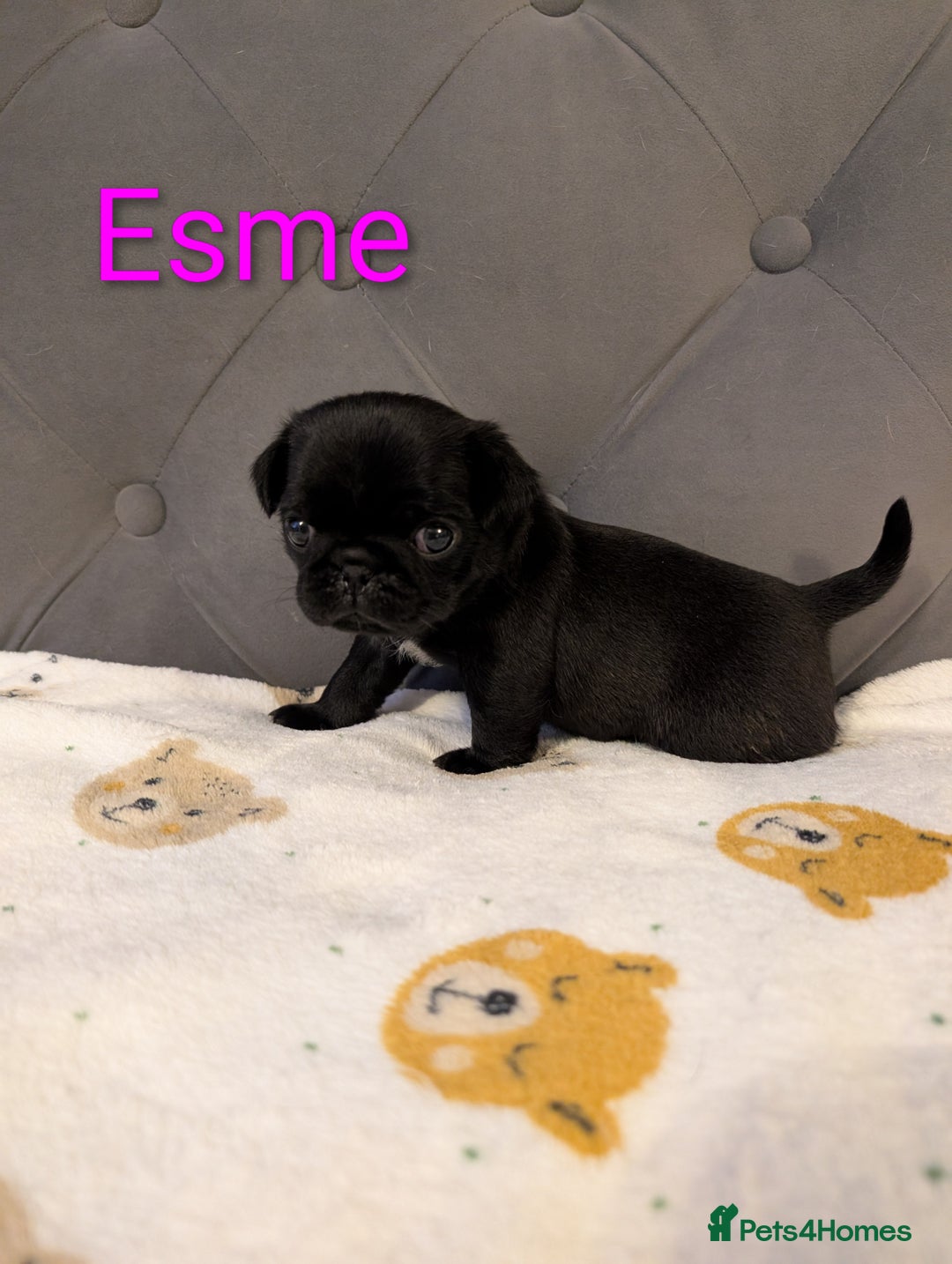 Pug dogs for sale: Pug Puppies - Image 18