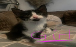 Domestic Shorthair cats for sale: ** READY 12th NOV 3 kittens 2 girls 1 boy ** - Image 2