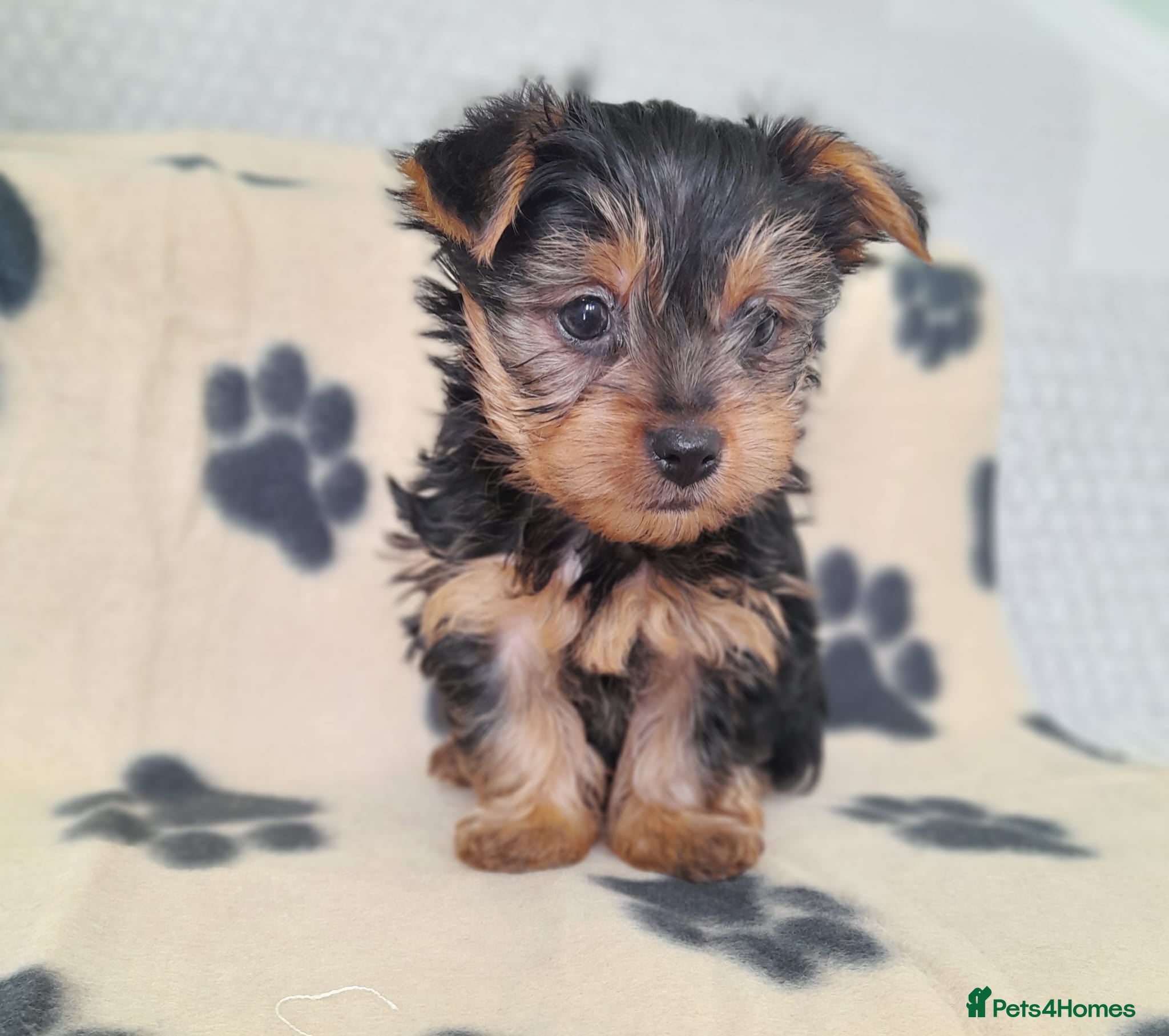 Yorkshire Terrier dogs Miniature Yorkshire Terrier Pups - Advert 4