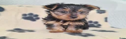 Yorkshire Terrier dogs for sale: Miniature Yorkshire Terrier Pups - Advert 1
