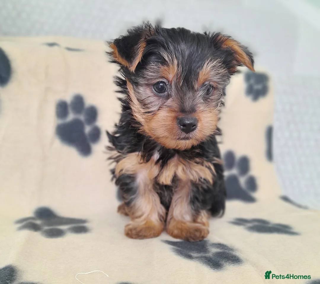 Yorkshire Terrier dogs for sale: Miniature Yorkshire Terrier Pups - Advert 1