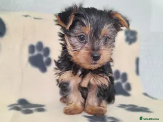 Yorkshire Terrier dogs Miniature Yorkshire Terrier Pups - Advert 9