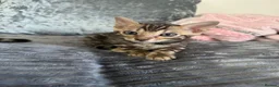 Bengal cats for sale: 💕Rosetted bengal kittens 💕 - Advert 31