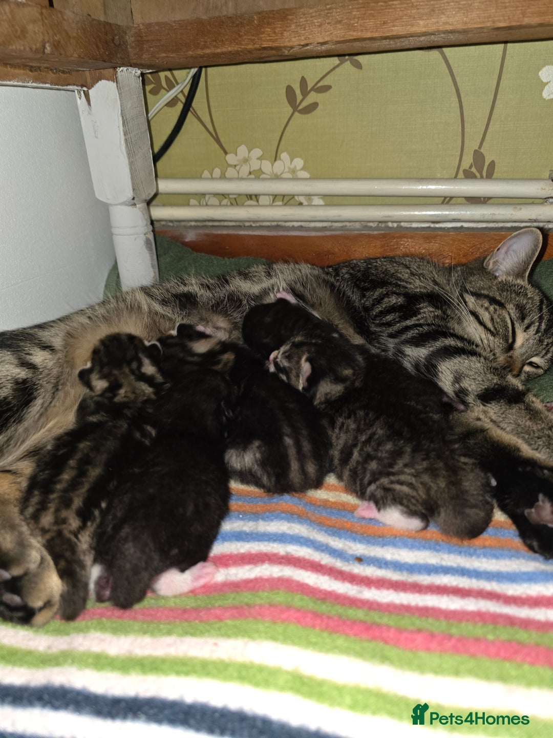 Mixed Breed cats for sale: Kittens - Advert 8