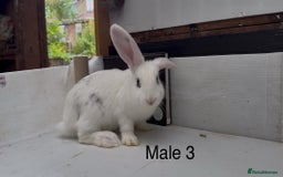 Continental Giant rabbits for sale: Continental giant cross  - Image 3