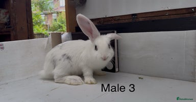 Continental Giant rabbits - Advert 6