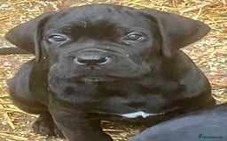 Cane Corso dogs for sale: Exceptional  - Image 9