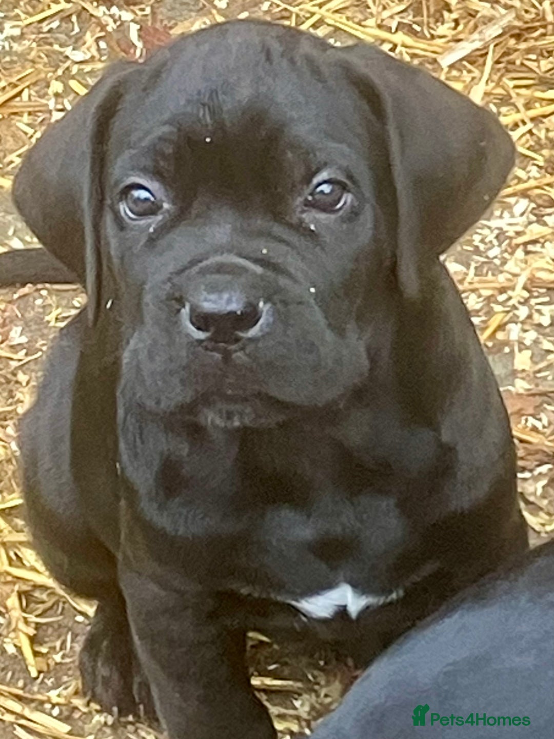 Cane Corso dogs for sale: Exceptional  - Image 9