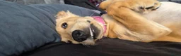 Golden Retriever dogs for sale: Golden retriever  - Advert 4