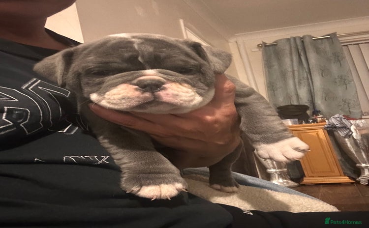 Olde English Bulldogge dogs - Advert 1