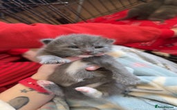 Mixed Breed cats for sale: Kittens looking for forever homes - Image 3