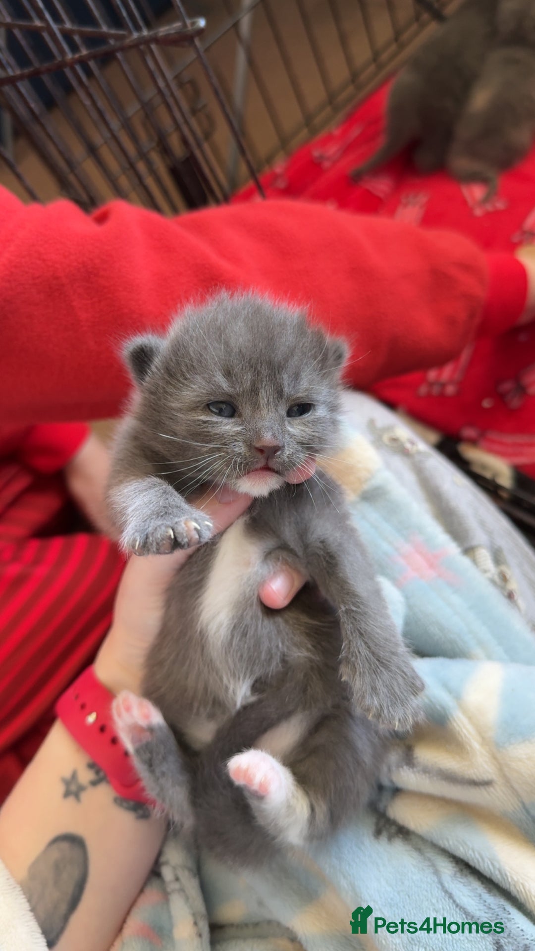 Mixed Breed cats for sale: Kittens looking for forever homes - Image 3