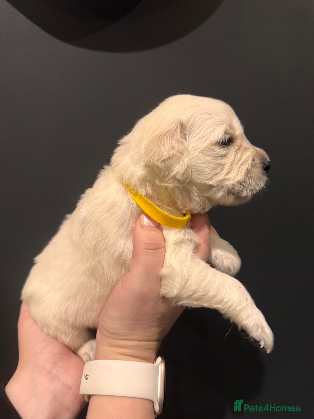 Golden Retriever dogs for sale: Champion line-KC Reg. Golden Retriever Puppies💖💙 - Advert 24