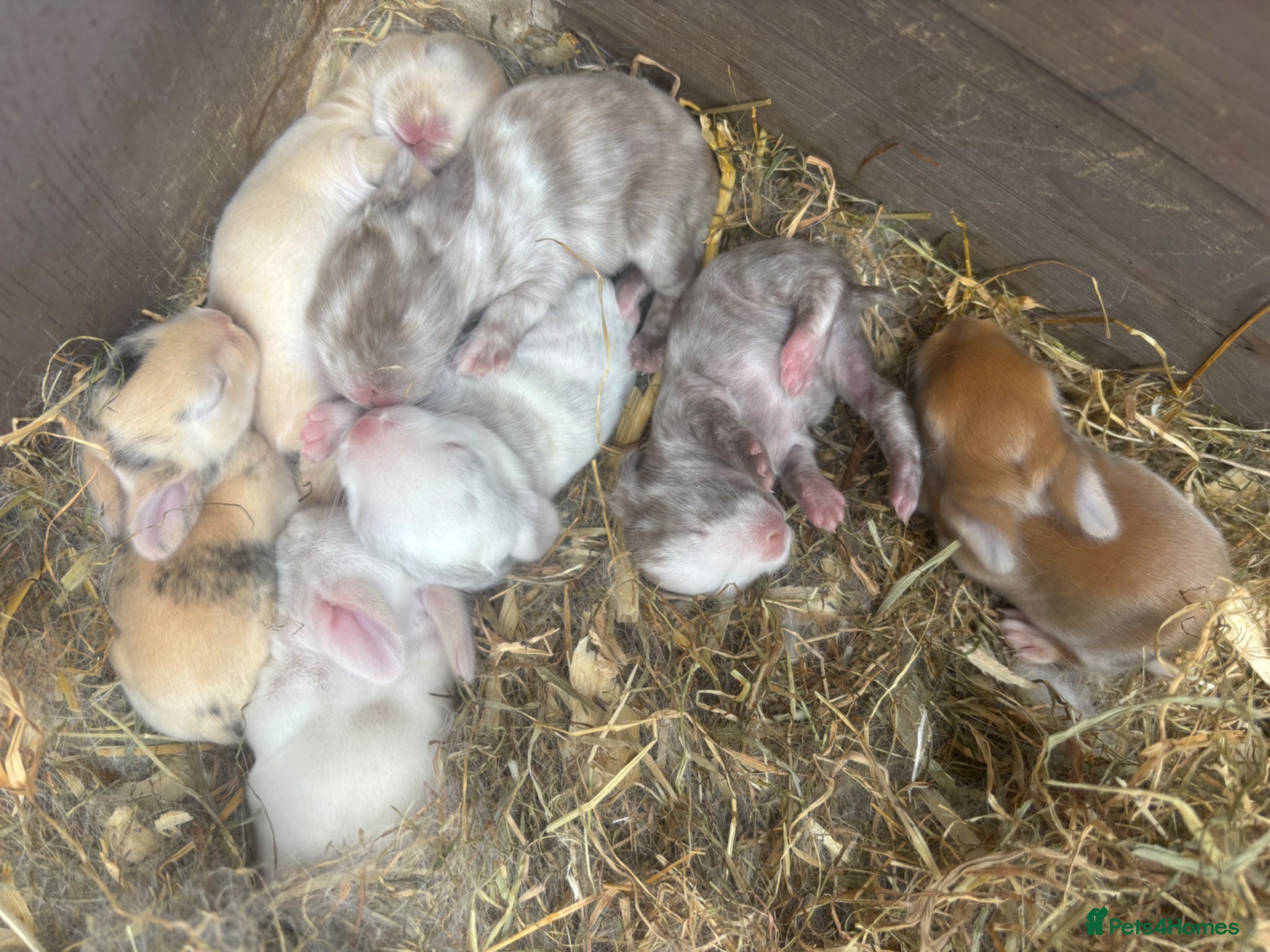 Dwarf Lop rabbits Netherland dwarf x Mini Lop bunnies - Advert 4