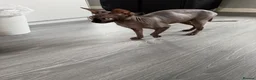 Sphynx cats for sale: Adorable Canadian Sphynx Kitten - Advert 6