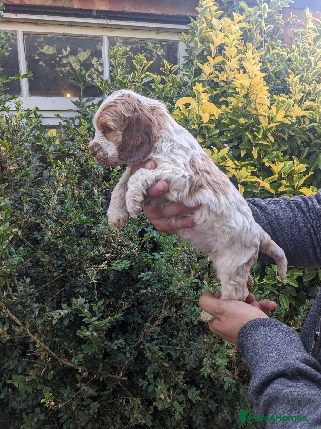 Cockapoo dogs for sale: Cockapoo Puppies available Today - Advert 17