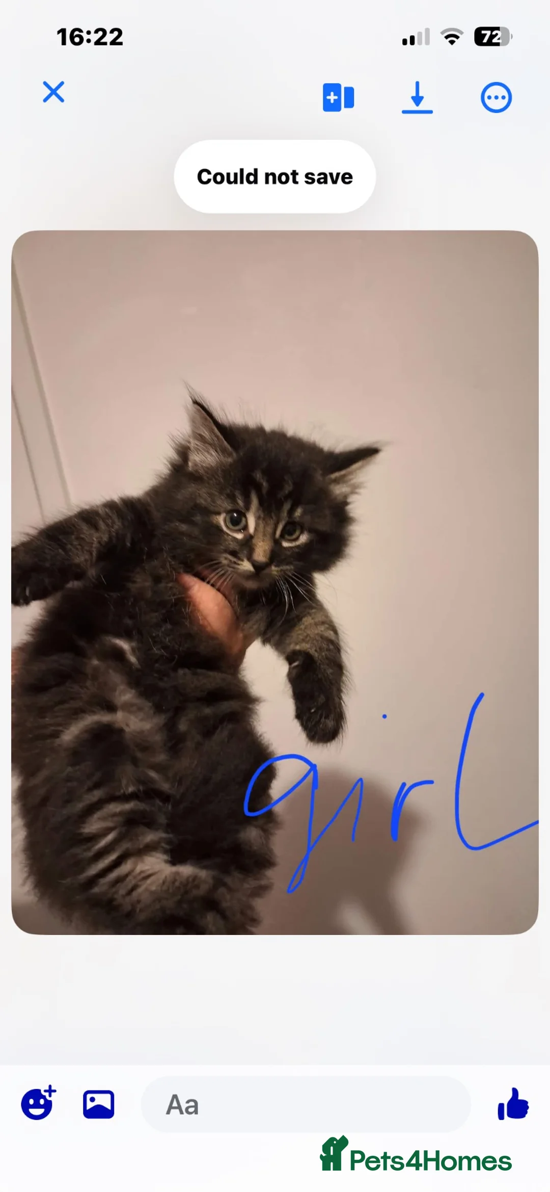 Norwegian Forest Cat cats for sale: 🐾Norwegian kittens Looking 4 Forever Homes 🐾 - Advert 5