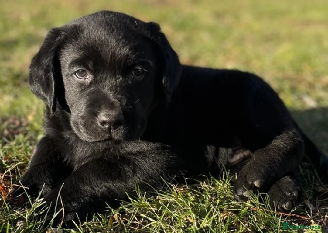 Labrador Retriever dogs for adoption: CHARLIE - adorable boy for a Loving Home in Leeds - Advert 3